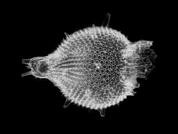 Anthocyrtis grossularia Ehrenberg - Radiolarian - Free image #443823