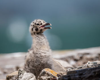 Western Gull Chick - image #446233 gratis
