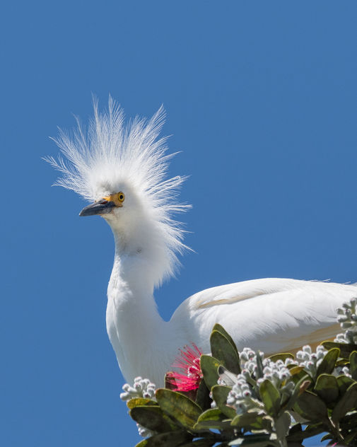 Snowy Egret - image gratuit #446413 