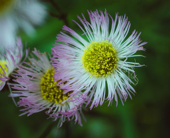 Delicate flowers - image #446513 gratis