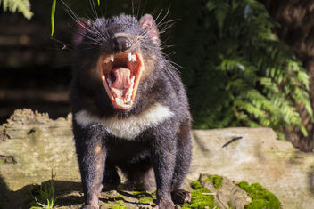 Tasmanian Devil - image #446773 gratis