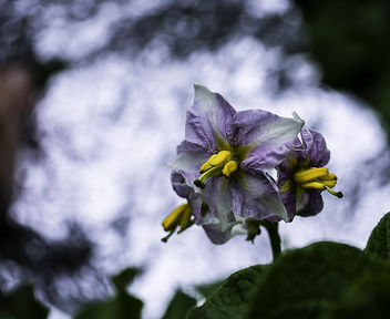 Flowers of the potato plant - Free image #447153