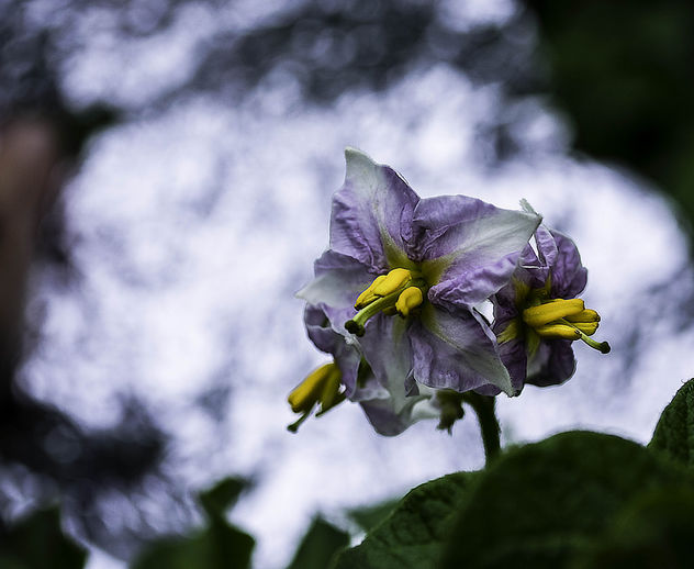 Flowers of the potato plant - бесплатный image #447153