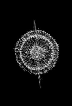 Druppatractus sp - Radiolarian - image gratuit #447413 