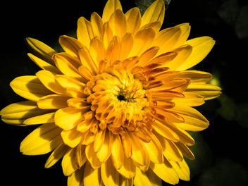 Gold petals - image #448243 gratis