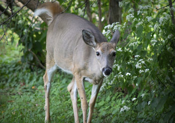 Bambi II - image #448803 gratis