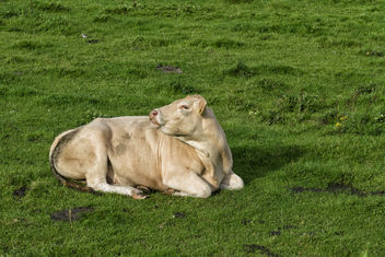 La vache qui rit - Free image #448983