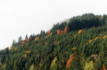 Autumn Fog - image #449543 gratis