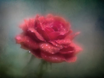 A Rose - image #450183 gratis