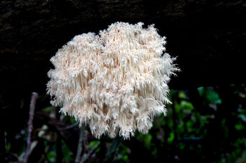 Hericium coralloides. - бесплатный image #450543