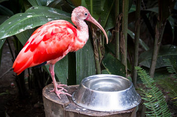 Pink flamingo - Kostenloses image #450903