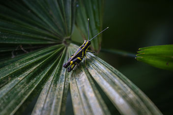 Grasshopper - Kostenloses image #451173