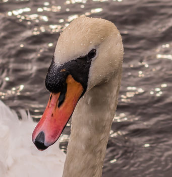 Swan - image #451403 gratis