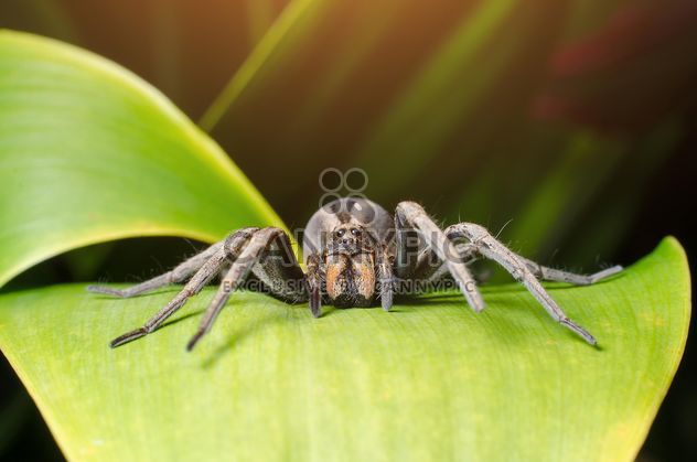 Thailand Spider. #animal #spider #Thailand - image #451873 gratis