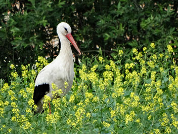 White stork - image #452303 gratis