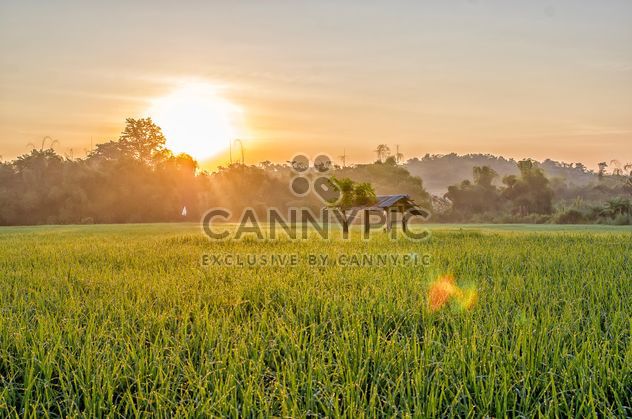 #sunrise on fields rice, #travel, #chiang mai, #thailand - image gratuit #452423 