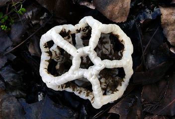 Basket Fungi NewZealand. - Free image #454363