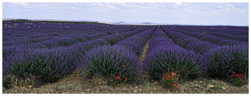 Lavender Flowerin - image #454963 gratis