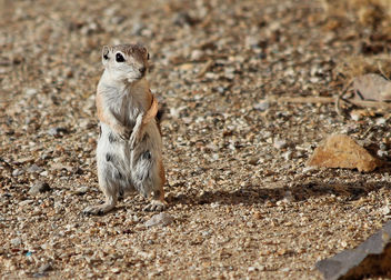 Mama squirrel - бесплатный image #455183