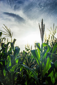 Corn Field at Sunset.jpg - бесплатный image #455803