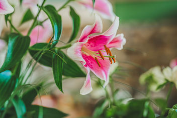 Close-up of pink Lily - image #456023 gratis