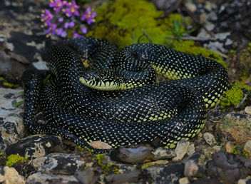 Speckled King Snake (Lampropeltis getula holbrooki) - бесплатный image #456133