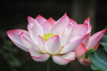 Lotus - Kostenloses image #456683