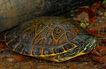 Eastern River Cooter (Pseudemys concinna concinna) - image gratuit #457553 