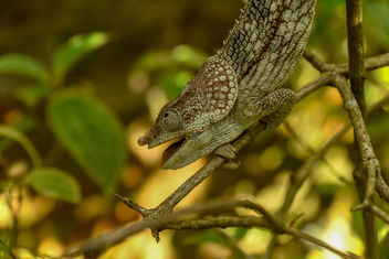 Elephant-eared Chameleon - image gratuit #457833 