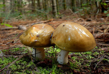 Suillaceae Fungus ? - image gratuit #458193 