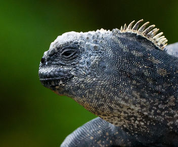Galapagos Iguana #3 - image #458243 gratis