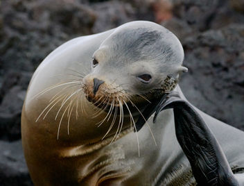 Baby Sea Lion, Galapagos - image #458273 gratis