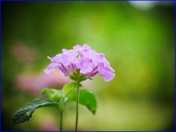 03Feb2019 - small purple flowers - image #458943 gratis