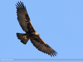 Golden Eagle (Aquila chrysaetos) - image gratuit #459383 