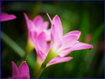 pinky flowers - бесплатный image #459423