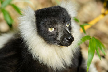 Lemur - image #459473 gratis