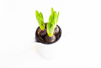 Hyacinth bulbs in white pot on white background - бесплатный image #459923
