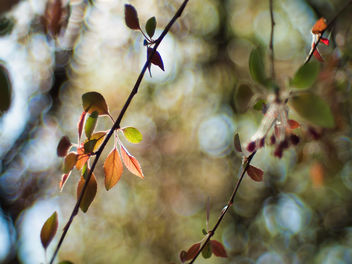 Colorful leaves - image #460363 gratis