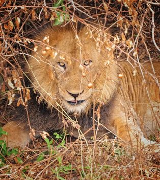 Ugandan Lion - image gratuit #460463 