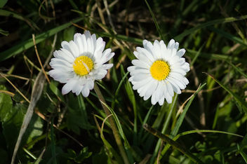 DSC_7150 daisy - nature close up - image gratuit #460573 