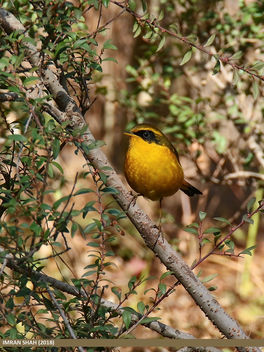 Golden Bush-robin (Tarsiger chrysaeus) - image #460933 gratis