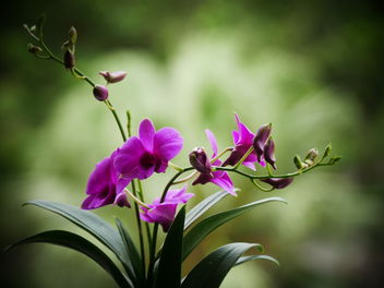 orchid - image gratuit #461073 