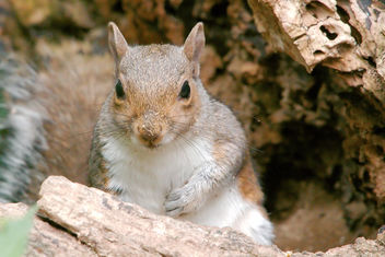 Squirrel - Kostenloses image #461683
