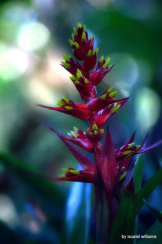 Tropical plant by iezalel williams IMG_3375-002 - image gratuit #462063 
