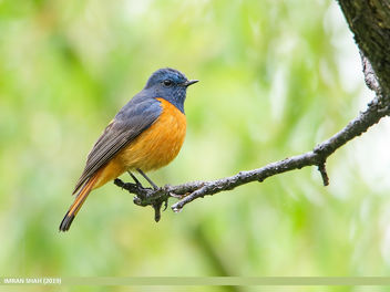 Blue-fronted Redstart (Phoenicurus frontalis) - Free image #462073