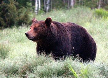 The wild bown-bear - бесплатный image #462293