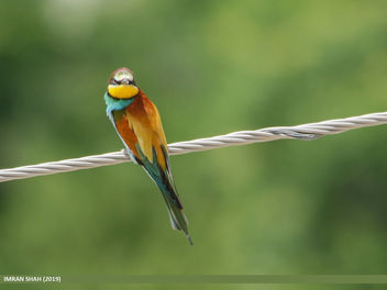 European Bee-eater (Merops apiaster) - image #462393 gratis