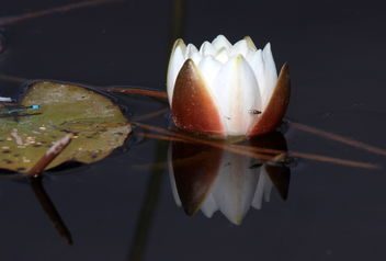 The water lily flower - image #462403 gratis