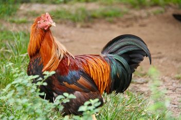 Rooster, China - Free image #462533