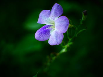 flower - image #462583 gratis